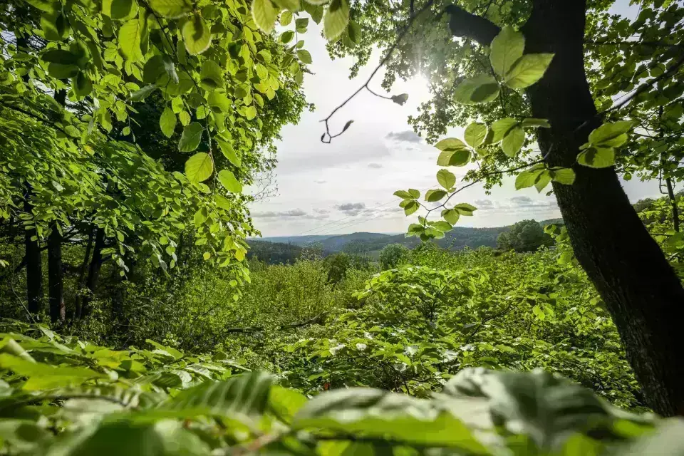 Ausblick aus einem Blätterdach im Wald
