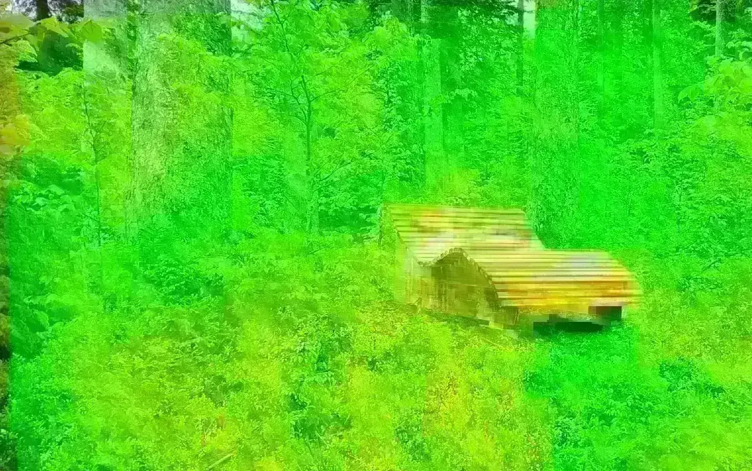 Ruheinsel im Wald