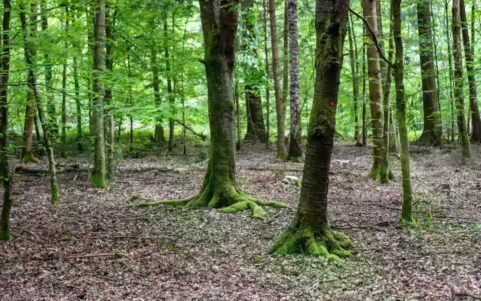 Bemooste Wurzeln