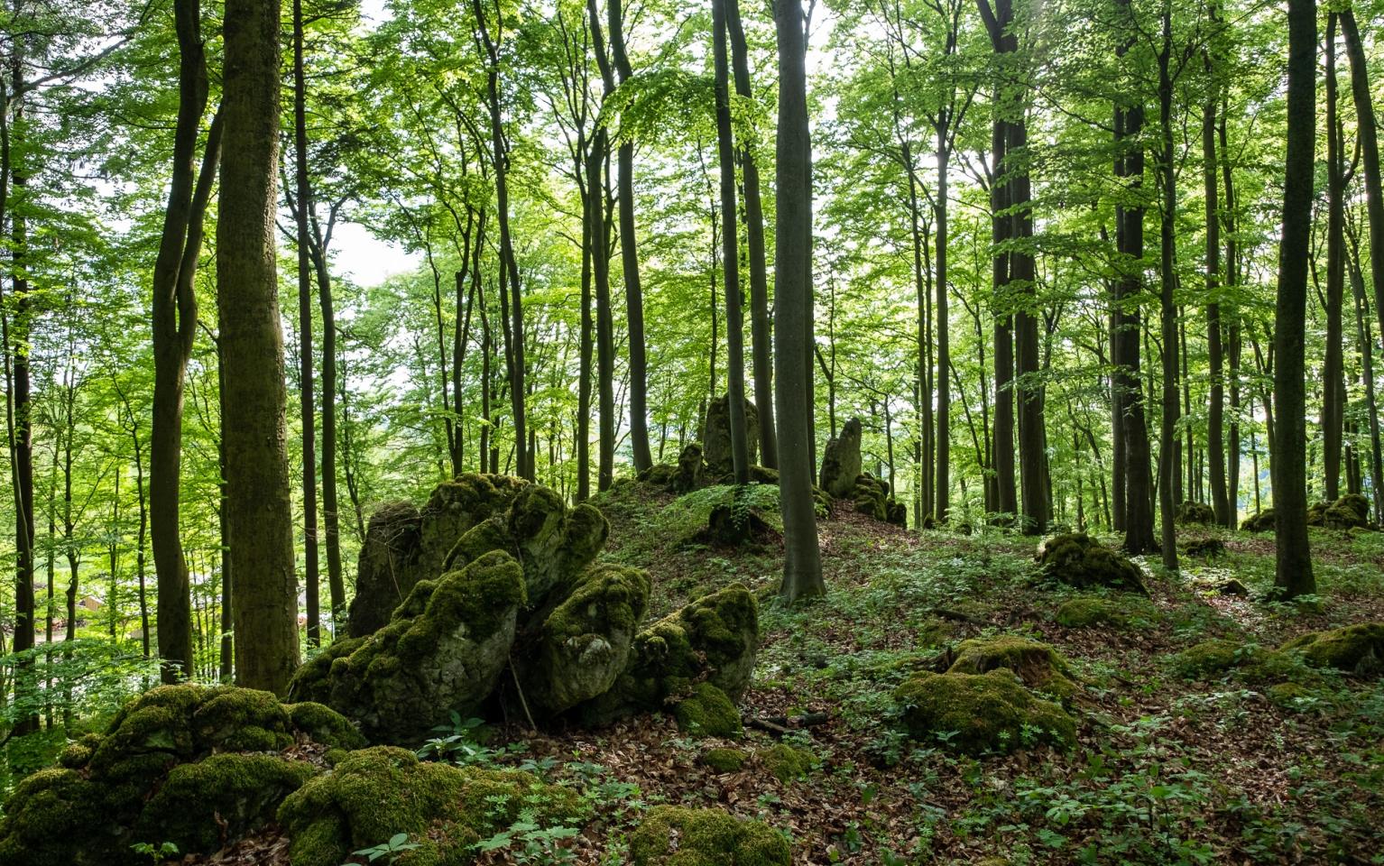 Felse im Wald