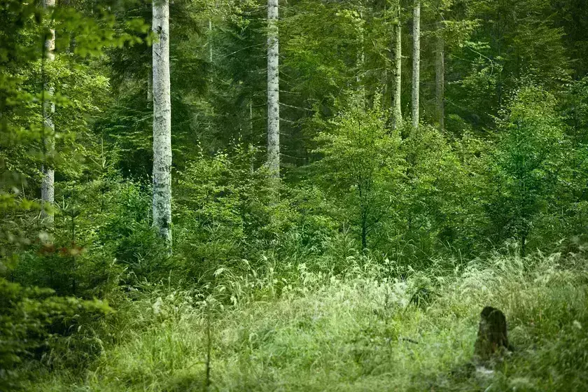 Waldbild