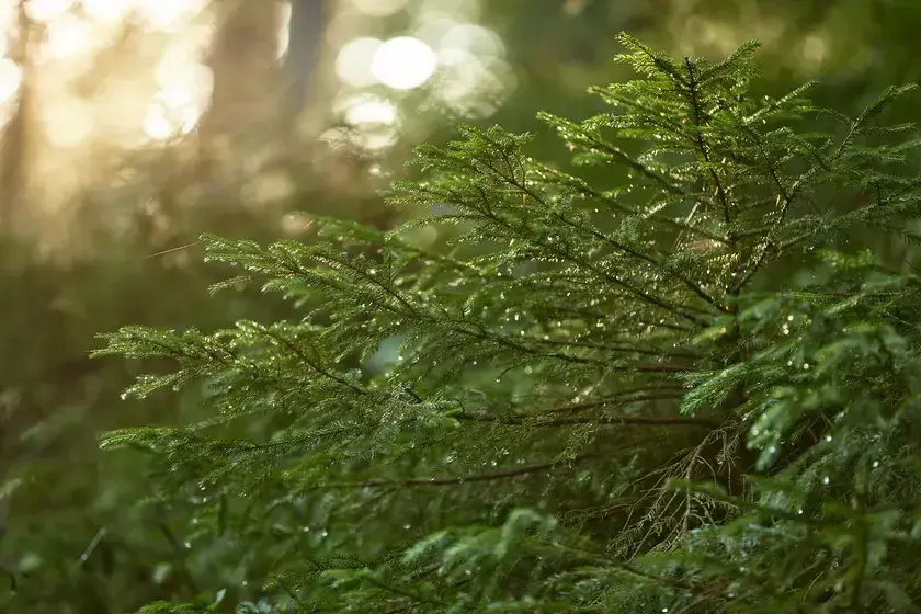 Licht und Wald