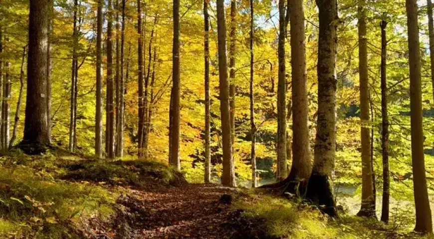 herbst-mittenwald
