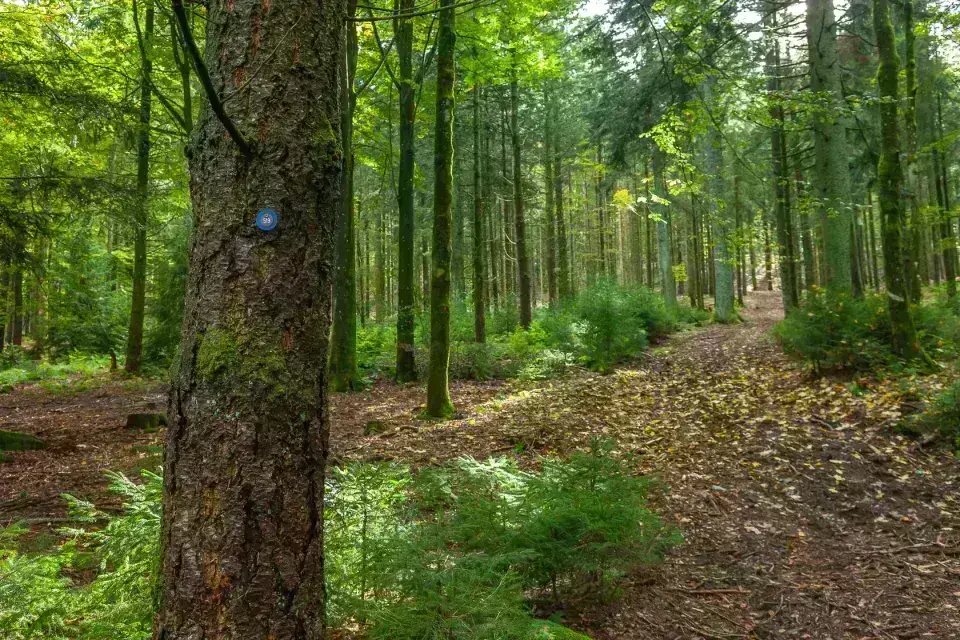 Baum mit Grabstätten-Kategorie