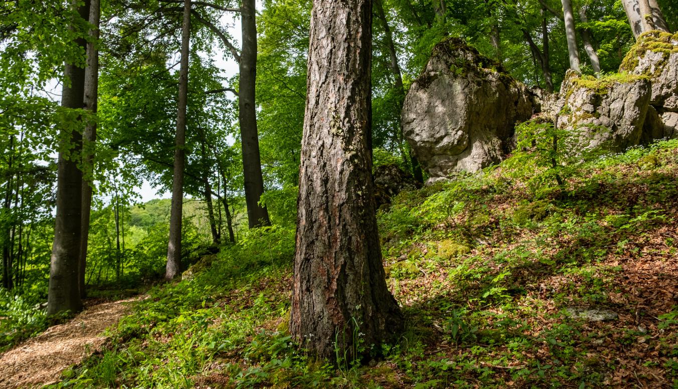 Baum Königsholz