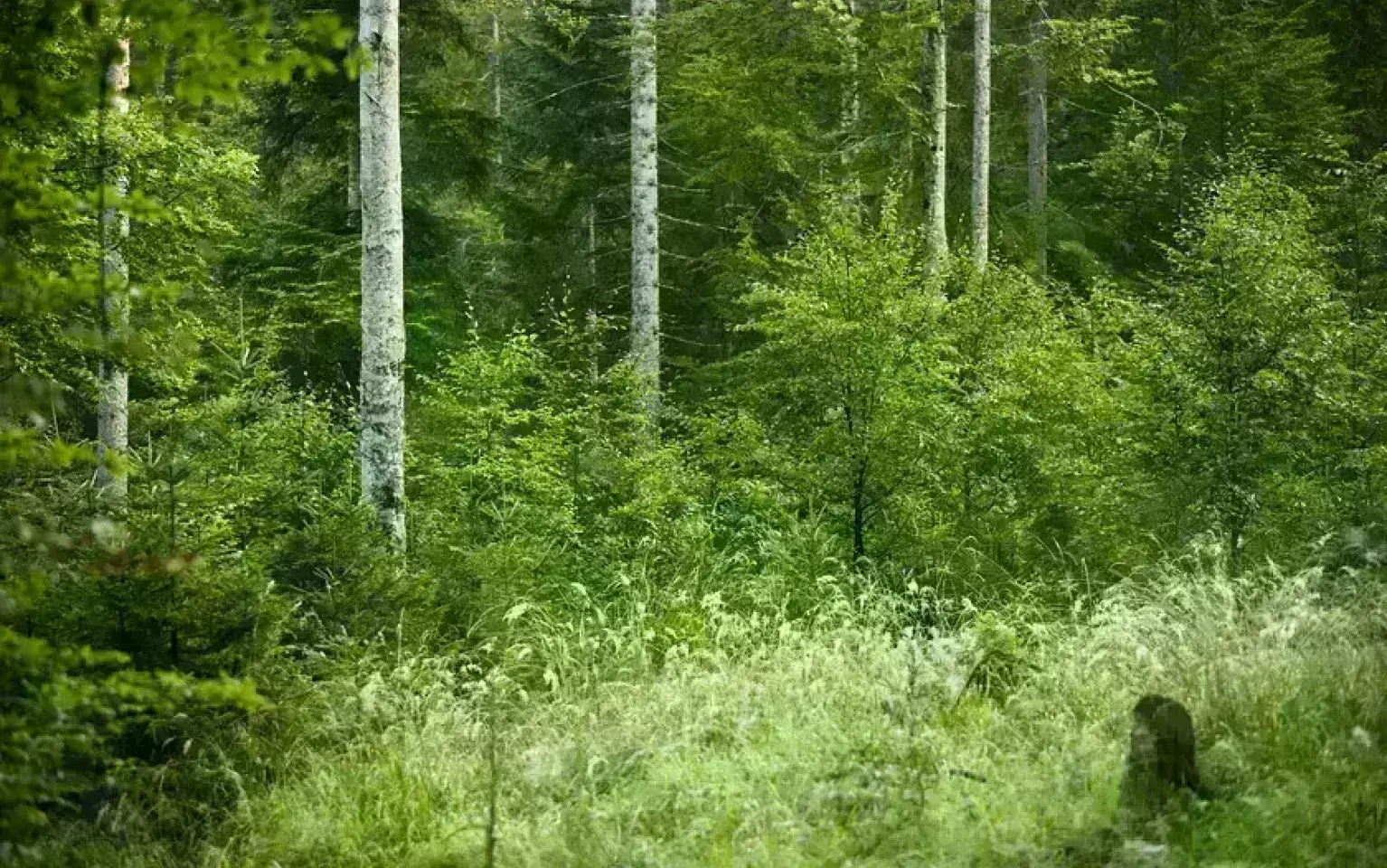 Waldbild