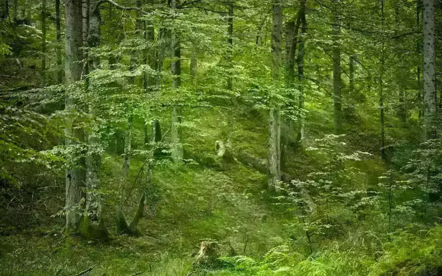 Blick in den Wald