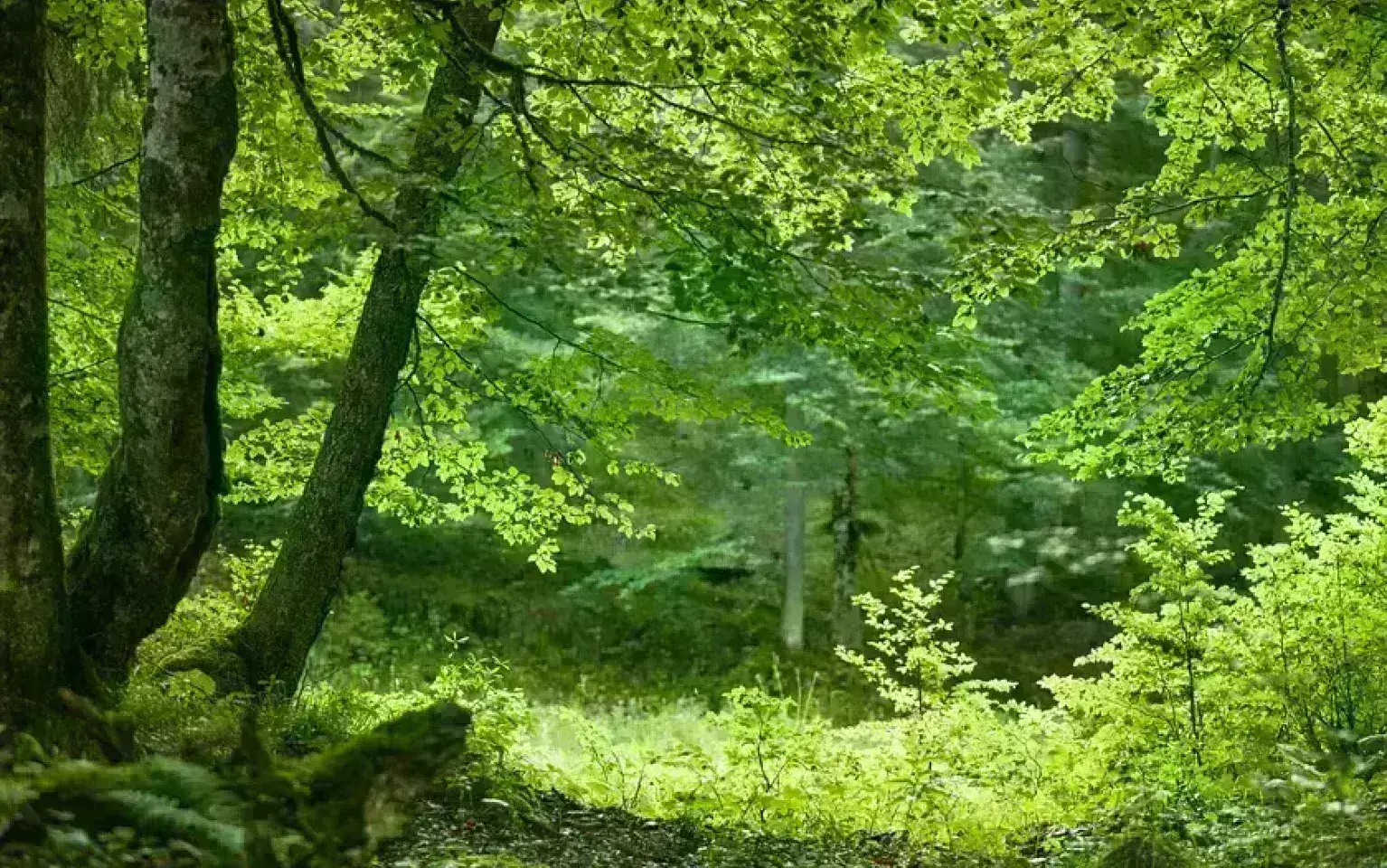 Blick in den Wald