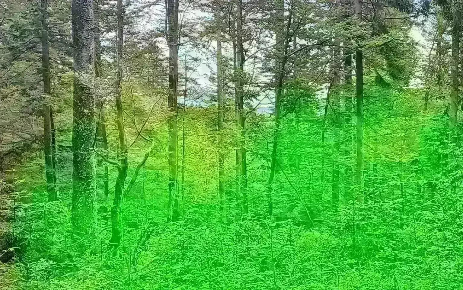 Bäume