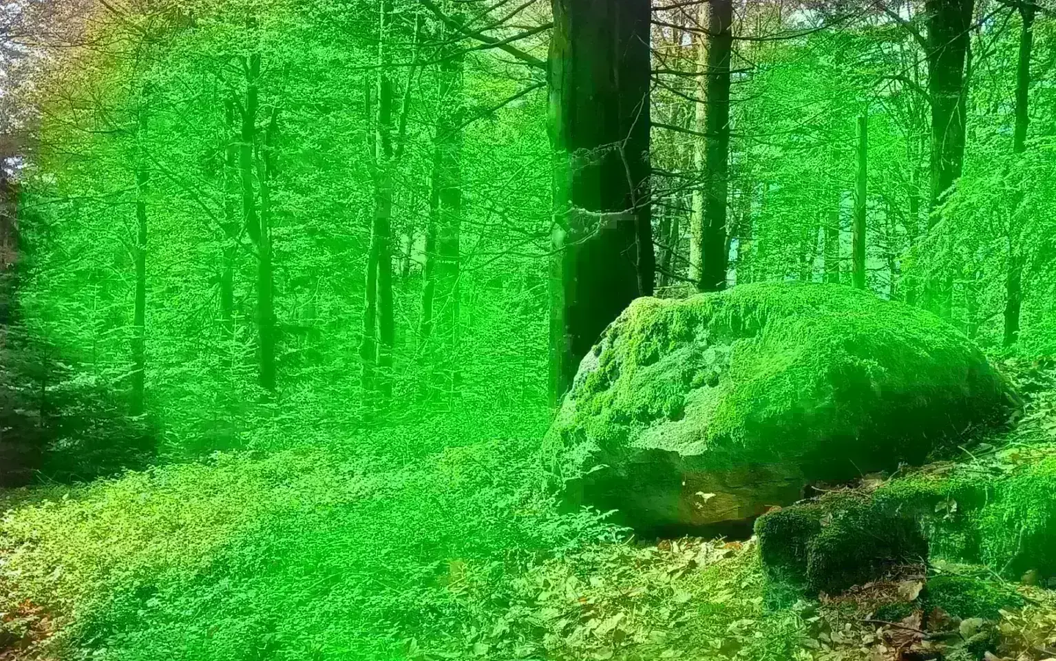 Bemooster Felsbrocken