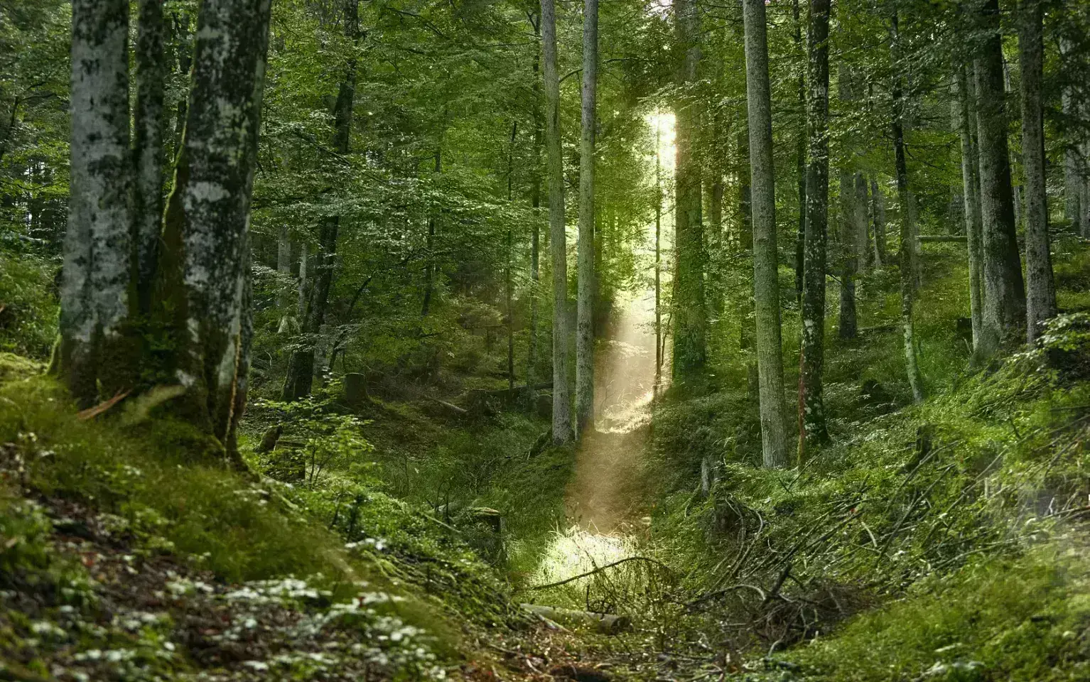 Lichtstrahl im Wald