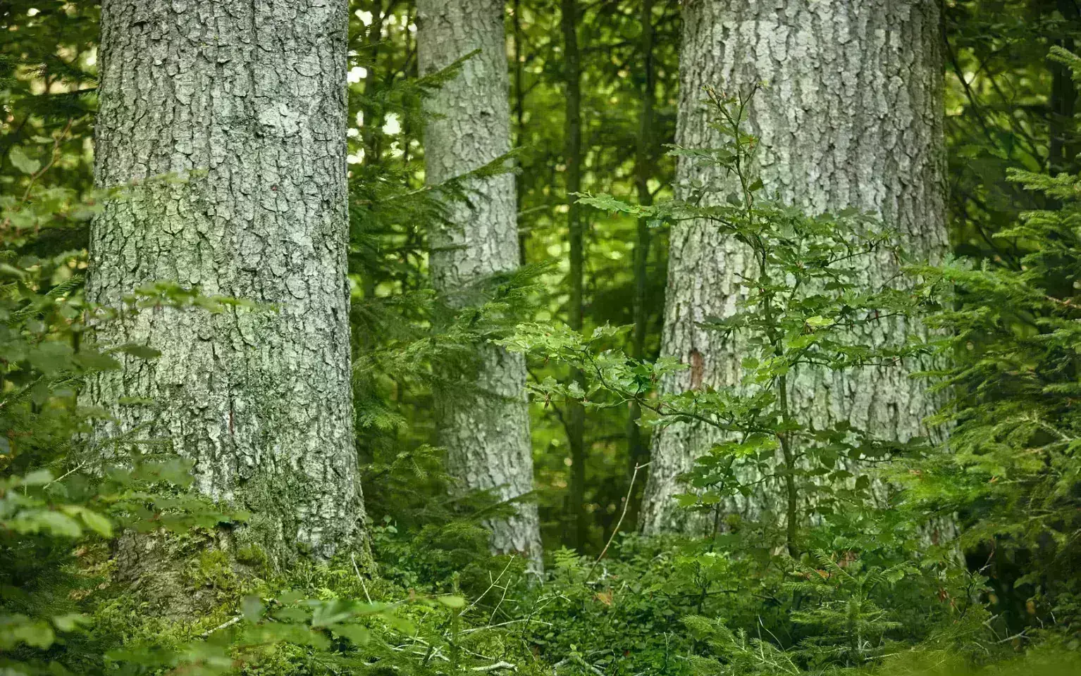 Baumstämme