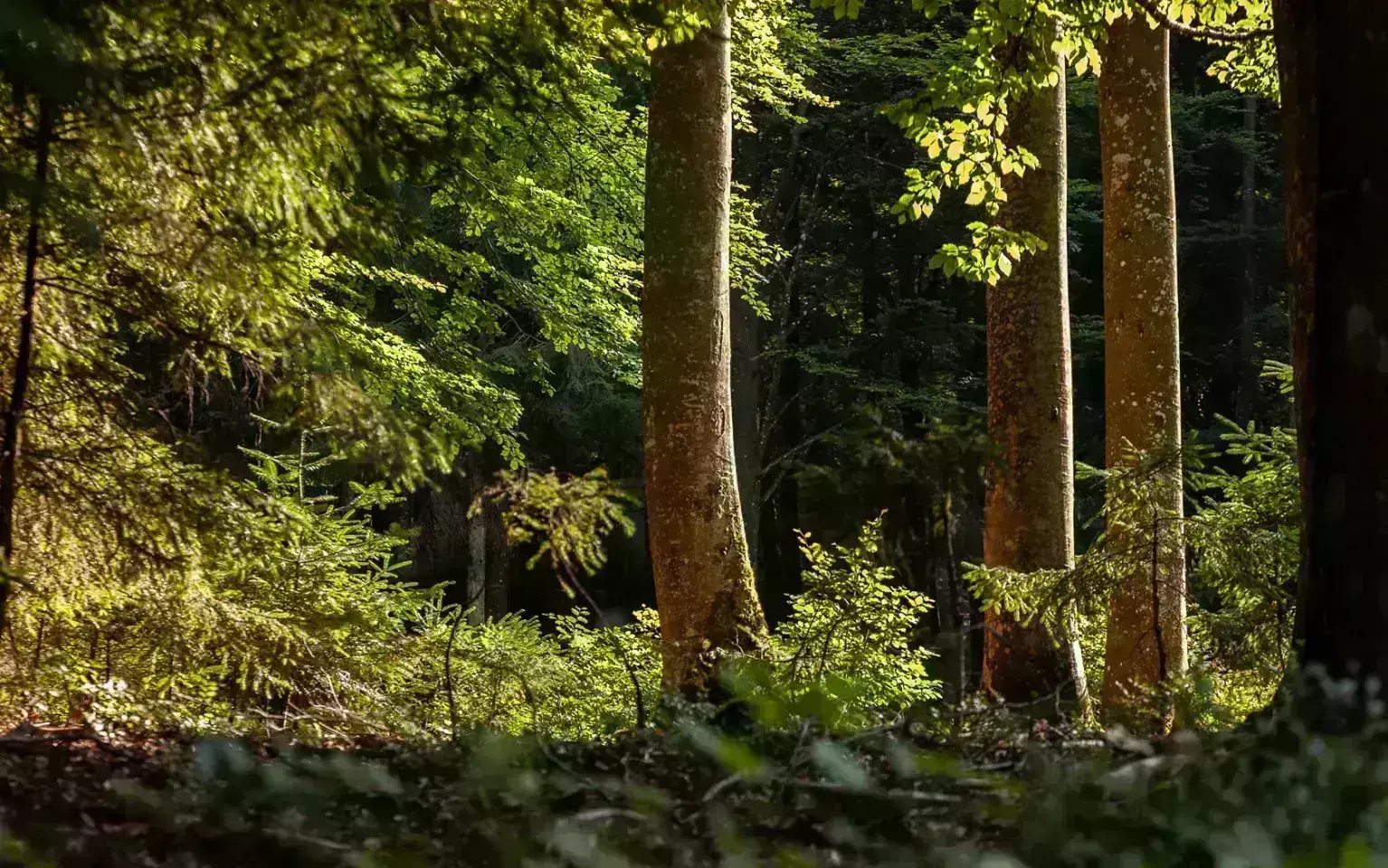 Junger Baum neben alten Baum