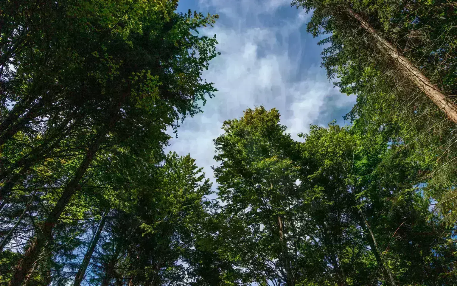 Blätterdach mit blauen Himmel