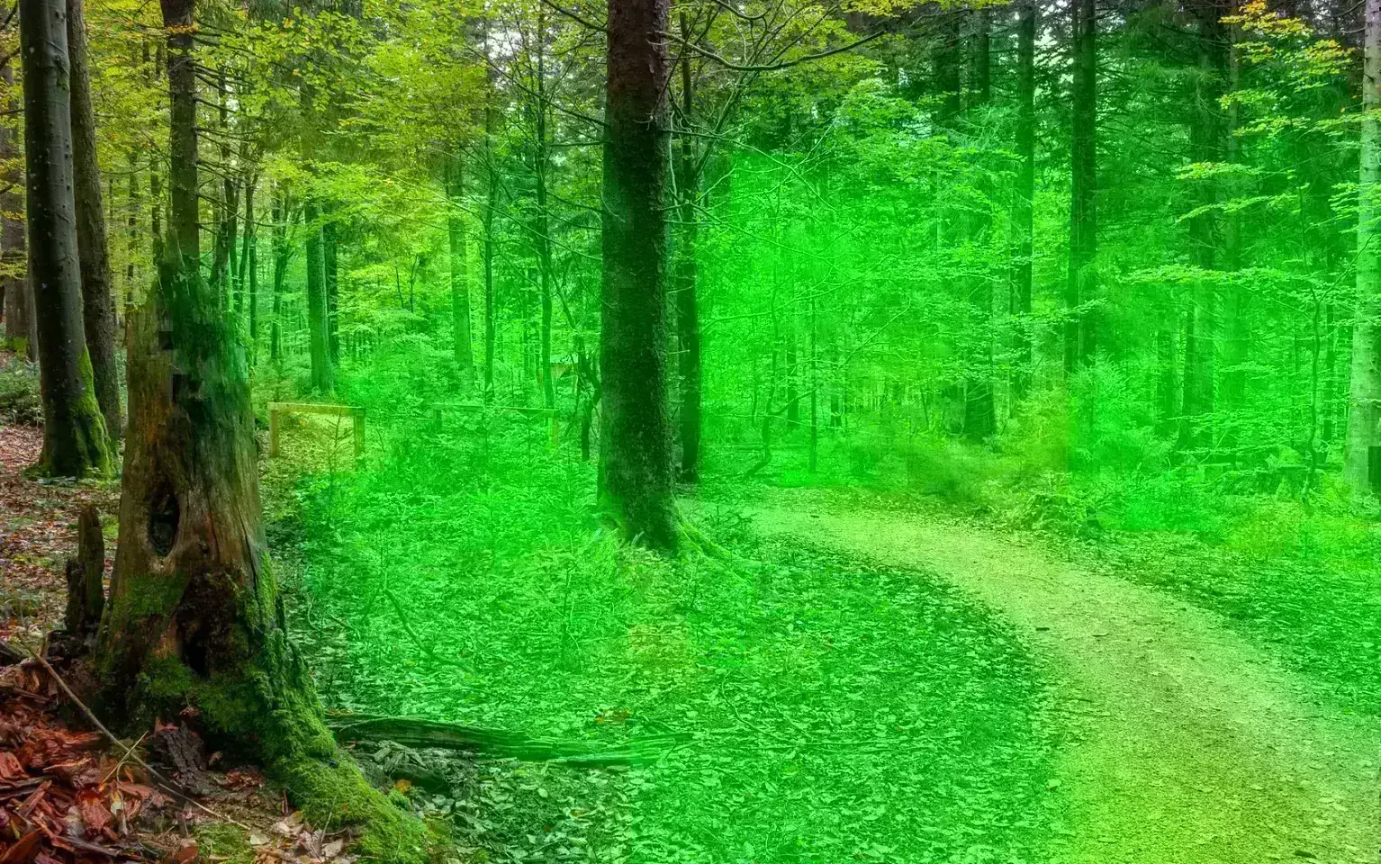 Schmaler Pfad im Wald