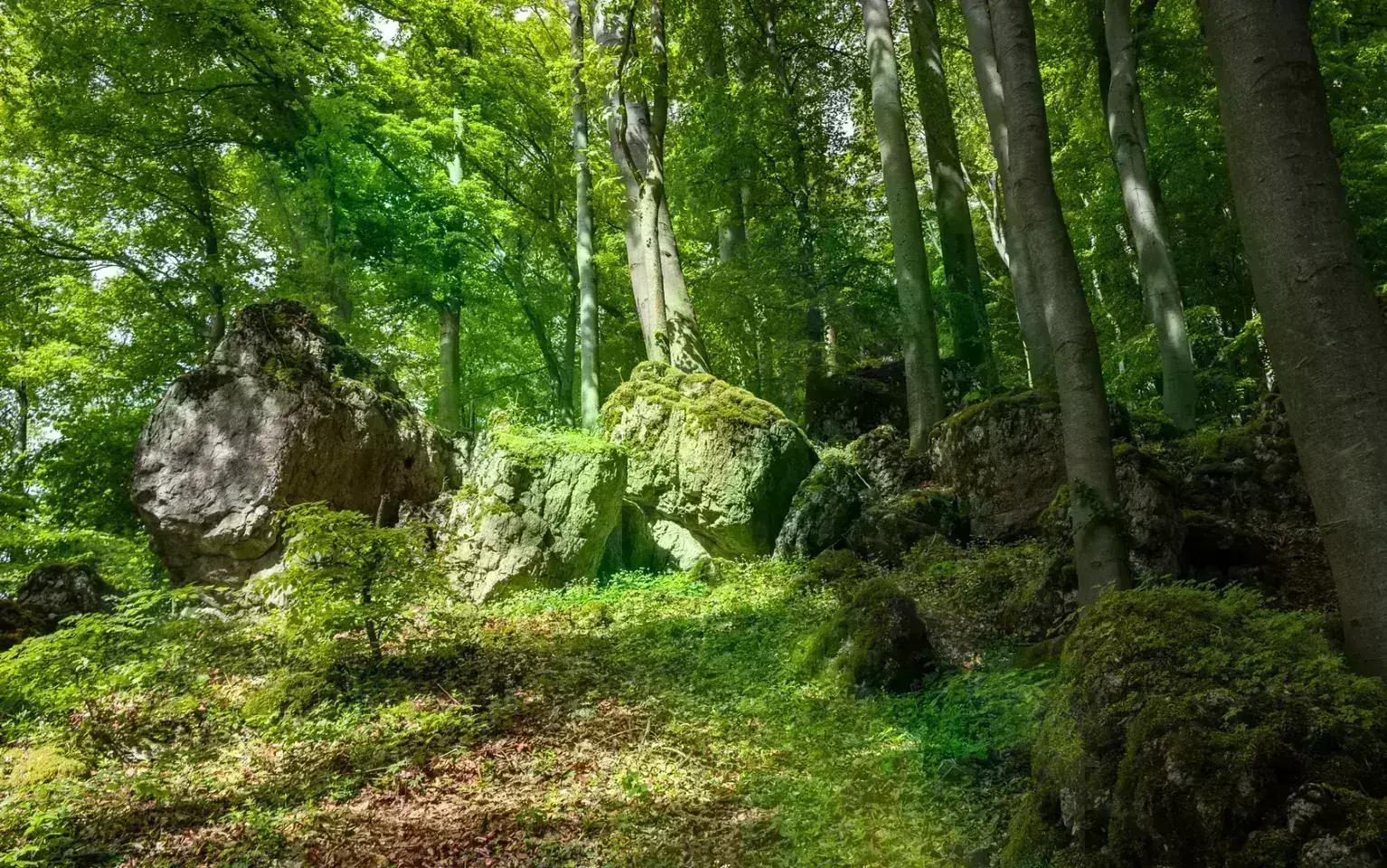 Felse im Wald