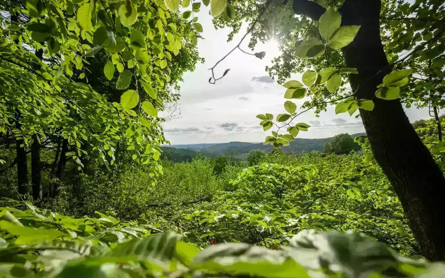 Ausblick aus einem Blätterdach im Wald