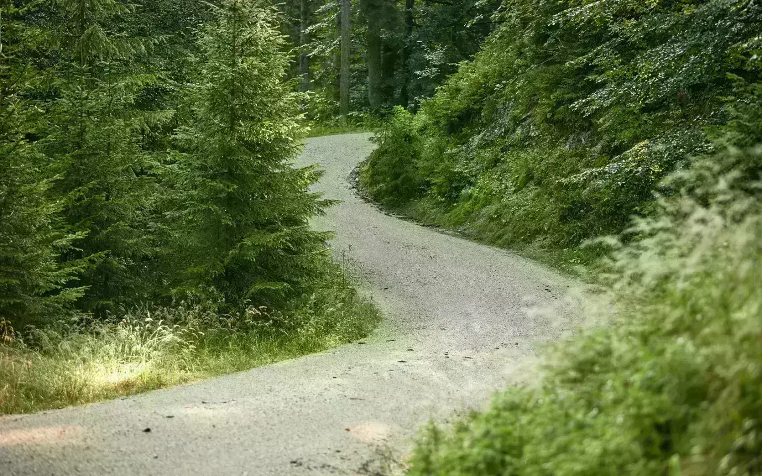 Schotterweg im Wald